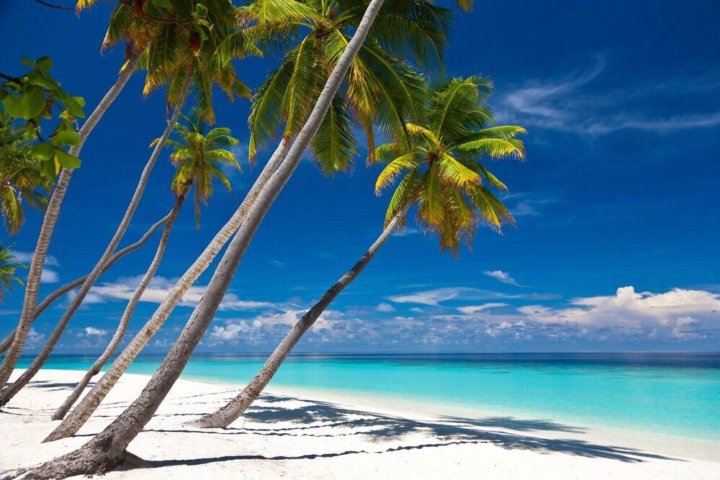 Пальмы на пляжк