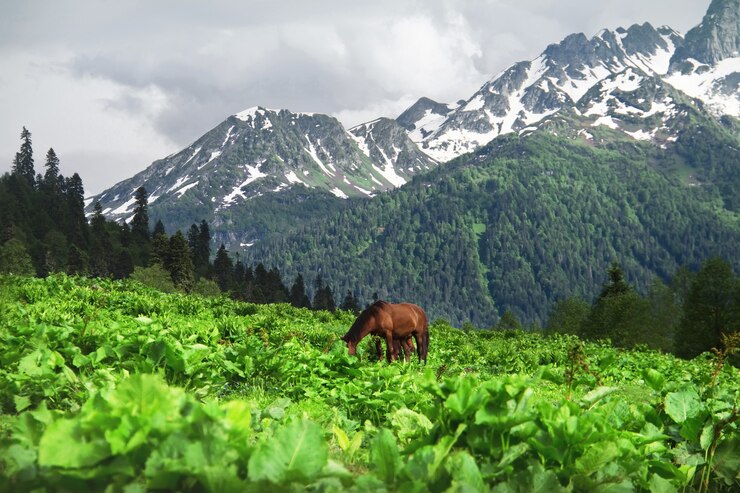 Лошадь пасется на лугу кавказские горы авадхара республика абхазия