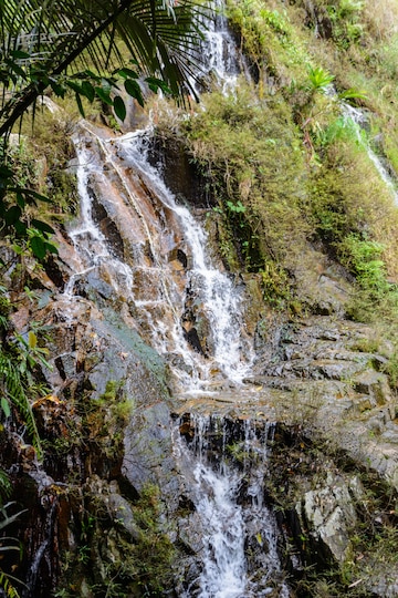 горные ручьи в тропическом лесу в парке янода